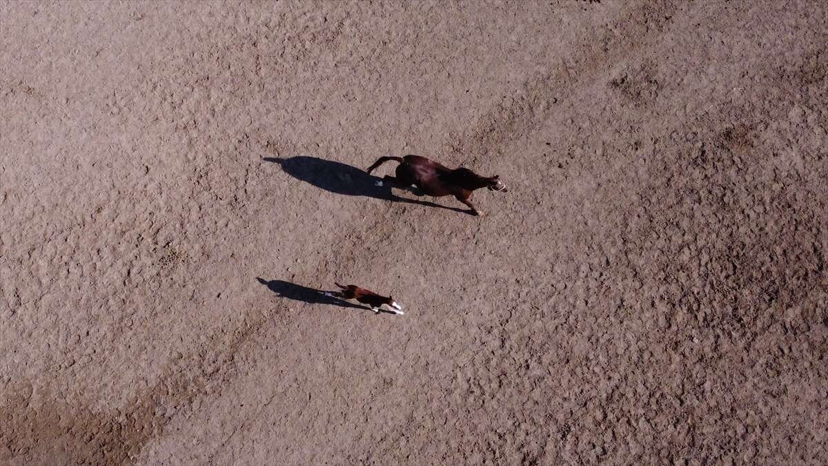 TİGEM’de 120 Safkan Arap Tayı satışa çıkacak 3